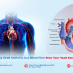 Understanding Heart Anatomy and Blood Flow: How Your Heart Keeps You Alive
