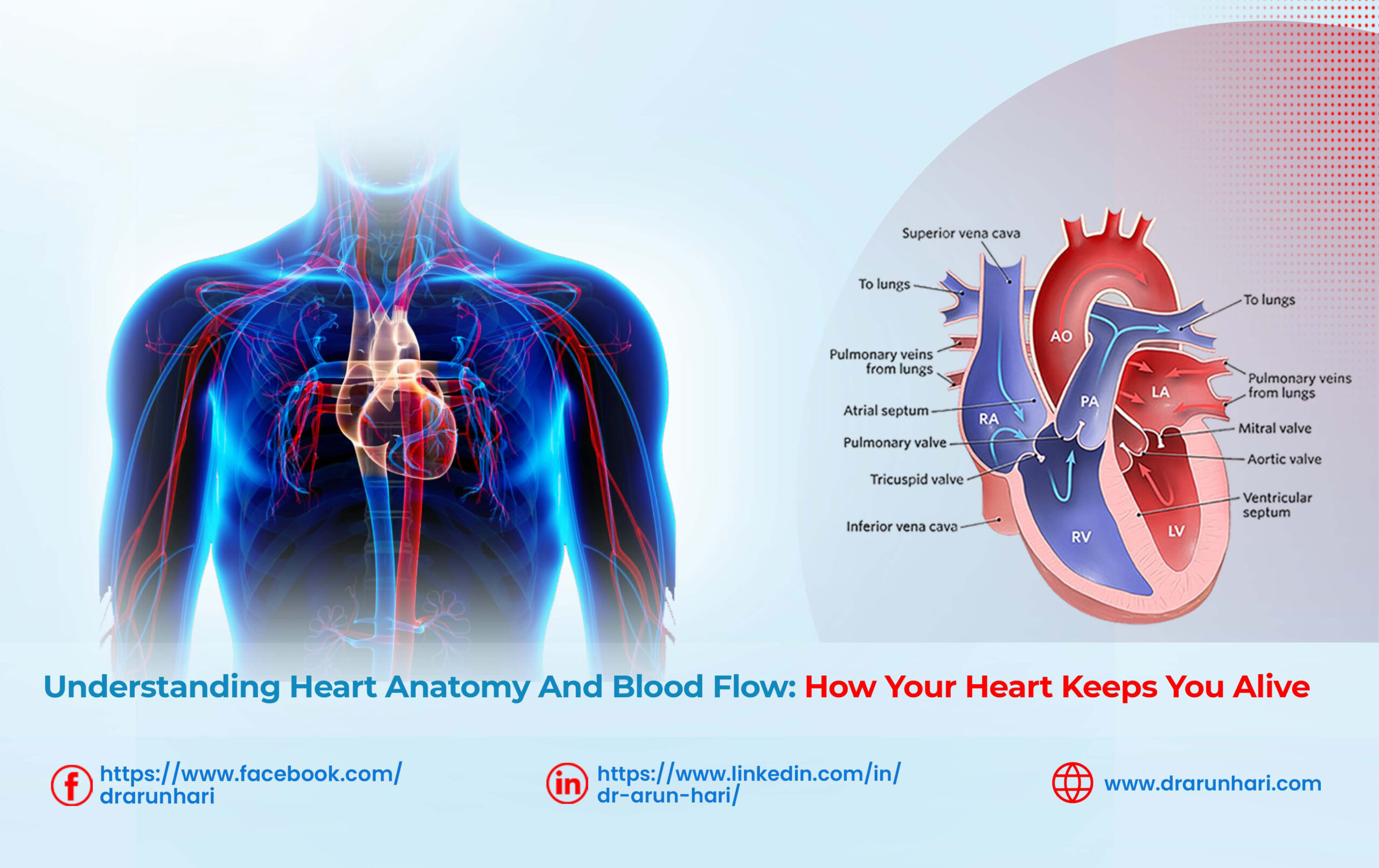 Read more about the article Understanding Heart Anatomy and Blood Flow: How Your Heart Keeps You Alive
