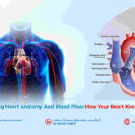 Heart Anatomy & Blood Flow: How Your Heart Keeps You Alive