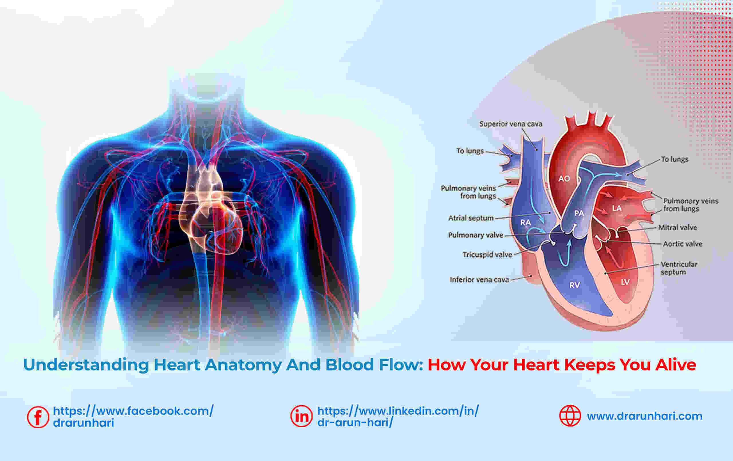 You are currently viewing Heart Anatomy & Blood Flow: How Your Heart Keeps You Alive