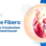 Purkinje Fibers – Cardiac Conduction System’s Powerhouse