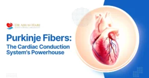 Read more about the article Purkinje Fibers – Cardiac Conduction System’s Powerhouse