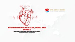 Read more about the article Atrioventricular Valve, Node, and Bundle: Functions, Locations, and Their Role in Heart Conduction and Blockages